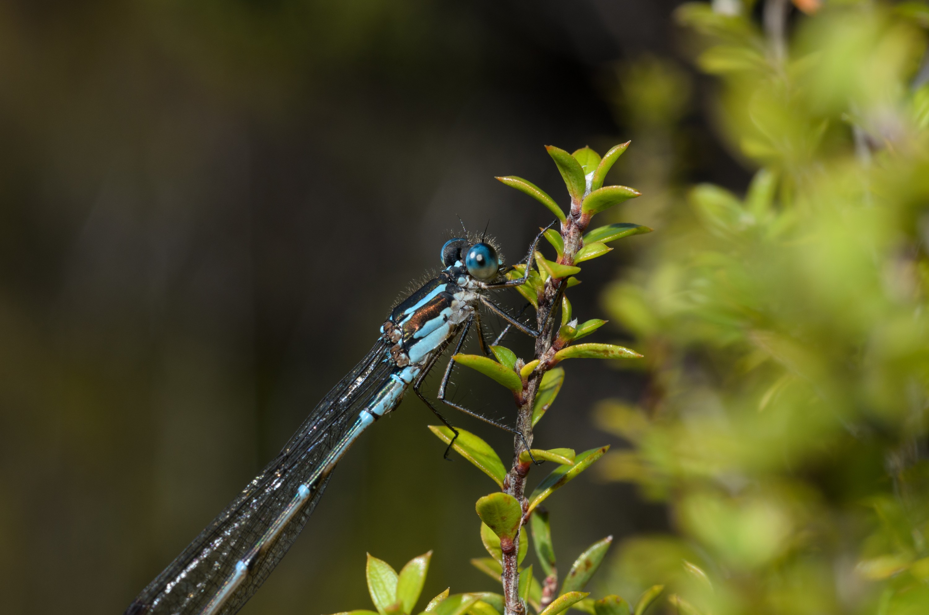DSC_2215 – Adventure, Crispin, Freshwater, Freshwater Hut, Hut, Island, March 2017, Mason, Mason Bay, National Park, New, New Zealand, Rakiura, South, Stewart, Zealand